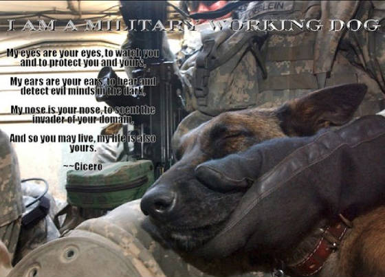 militaryworkingdogsd291aa31a90d50b8a4ef455424fb14f5.jpg