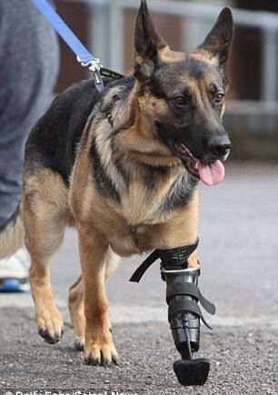 militaryworkingdogsgsd634c5637667eecbff946c750721adb4e.jpg