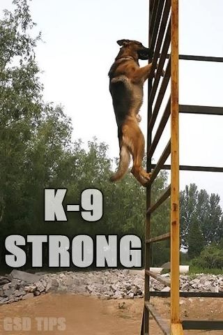 strong9bdd58189e955fcd7cb49fbbbaf44f56.jpg
